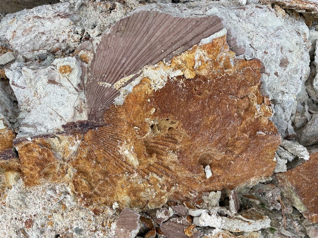 Fossilized palm frond