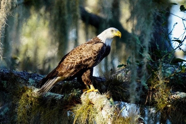 Myakka River State Park