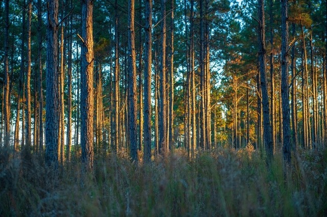 Coastal Headwaters Longleaf