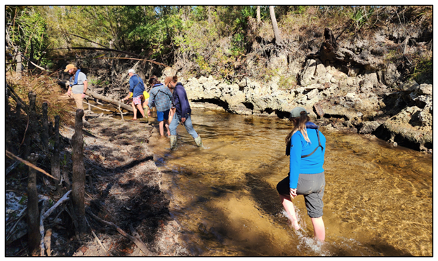 Figure 5. FGS geologists explore limestone outcrops along the Chipola River.