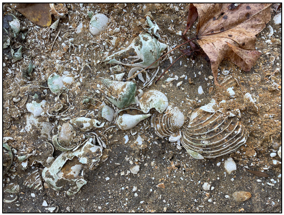 Figure 5. Sandy marine shell bed within the Chipola formation.