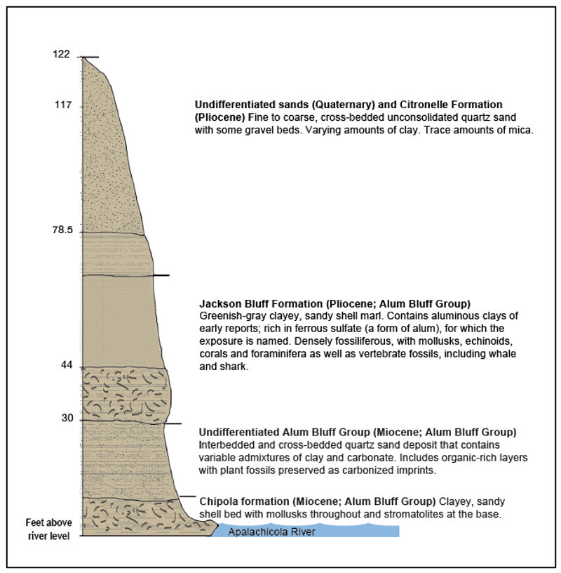 Figure 4. Stratigraphy of Alum Bluff.