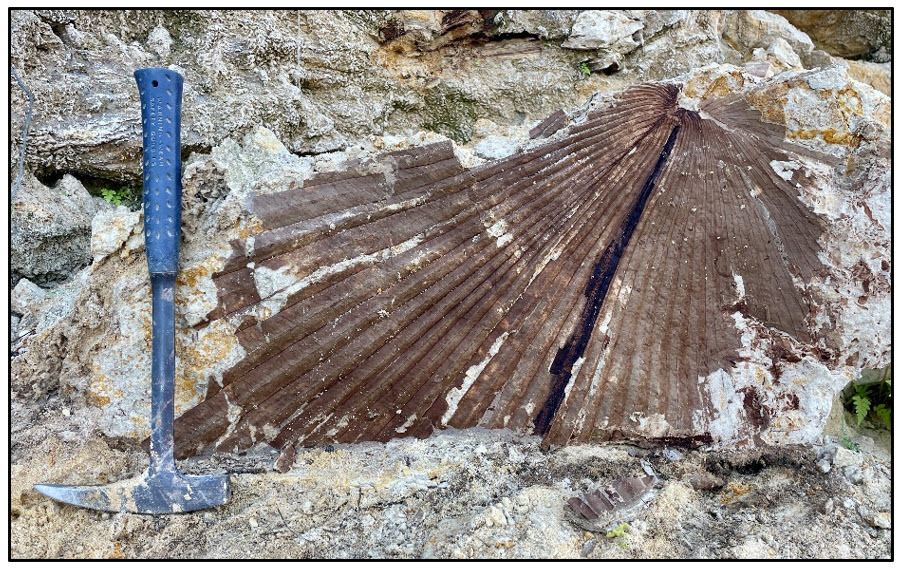 Figure 7. Sabalites apalachicolensis (Berry, 1916) in the undifferentiated Alum Bluff Group.