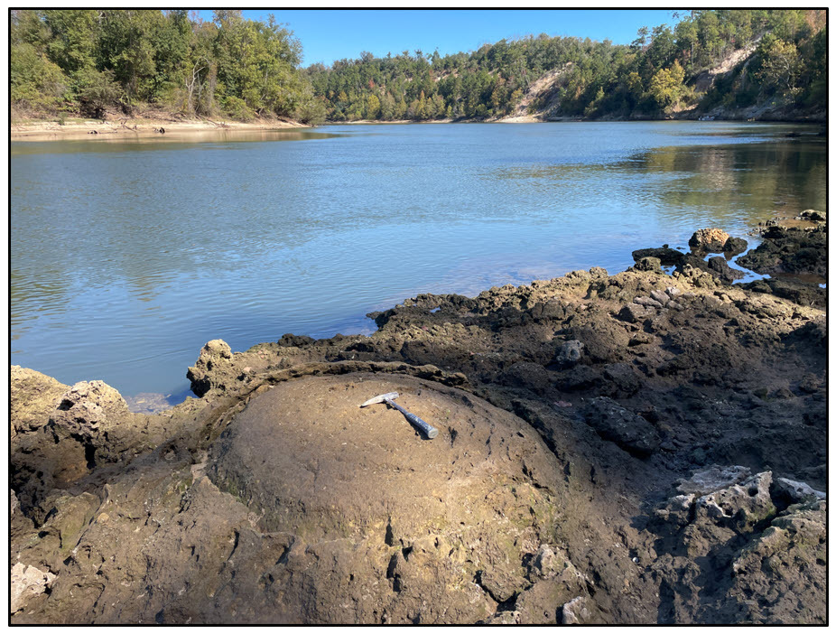Figure 6. Stromatolite in the basal portion of the Chipola formation on the Apalachicola River.