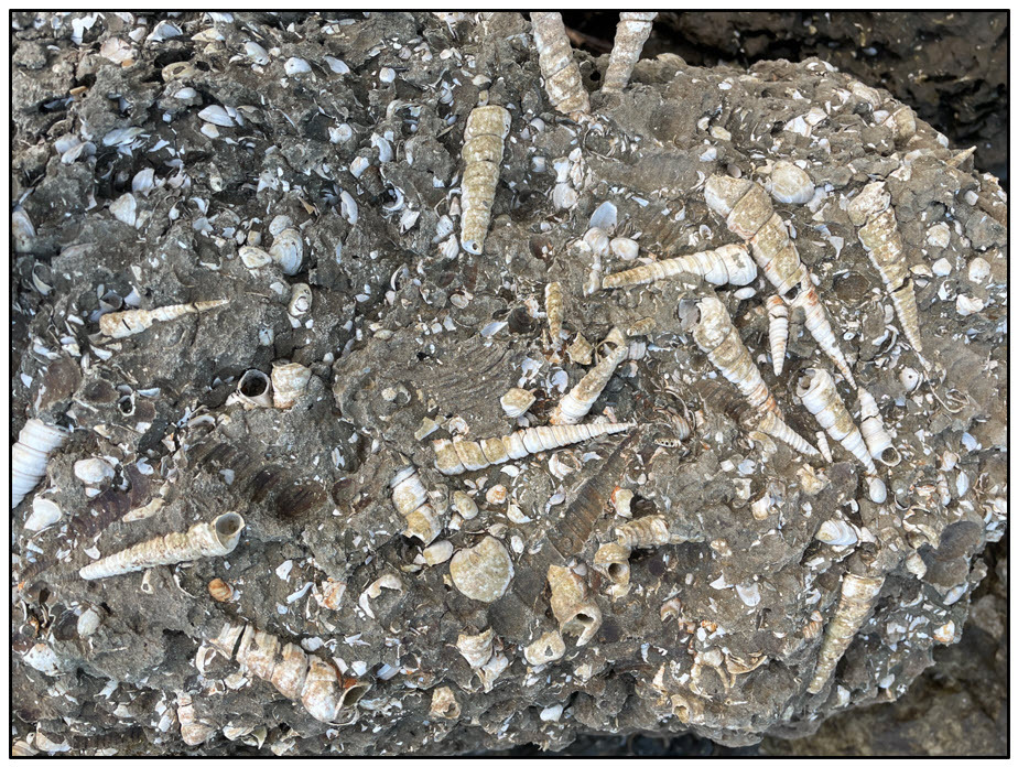 Figure 9. Marine invertebrate fossils from the Jackson Bluff Formation at Alum Bluff.
