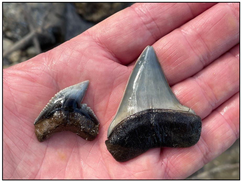 Figure 10. Fossil shark teeth found in the Jackson Bluff Formation at Alum Bluff.