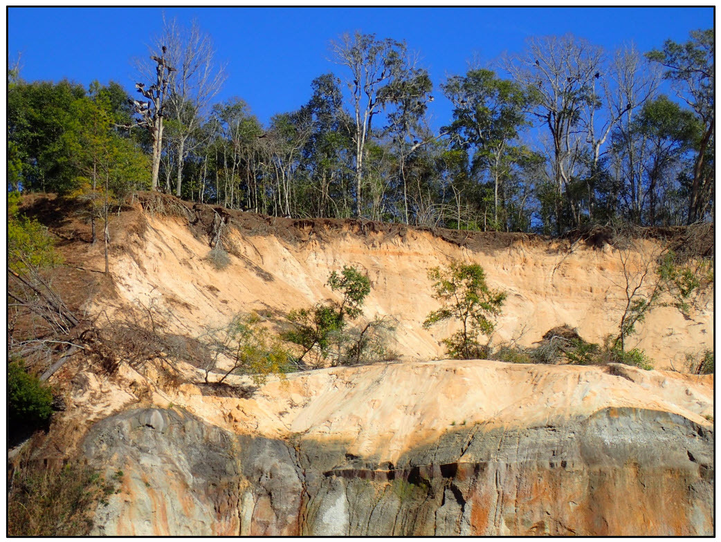 Figure 11. The Citronelle Formation at Alum Bluff.