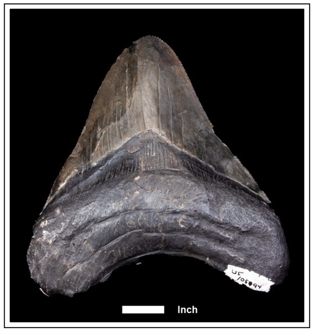 Figure 3. Megalodon tooth on display at the Walter Schmidt Museum of Florida Geology.