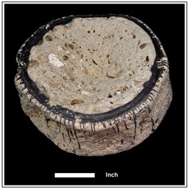 Figure 4. Megalodon vertebral centrum, on display at the Walter Schmidt Museum of Florida Geology.