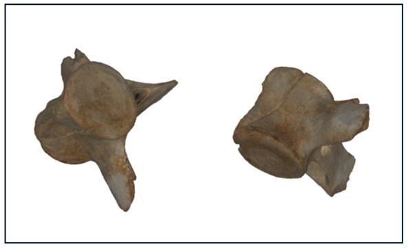 Figure 6. Two views of a dolphin vertebra with tooth marks indicating predation, possibly from a megalodon.