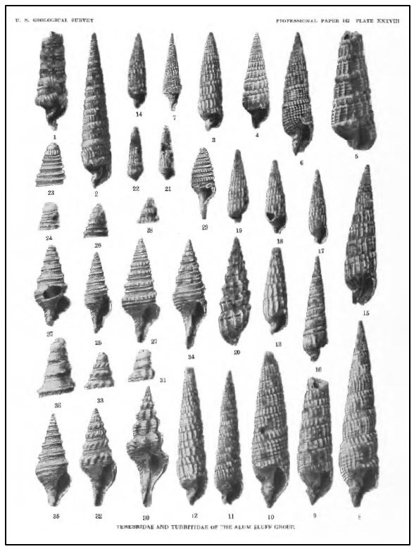 Figure 8. Julia Gardner documented and described more than 800 species of mollusks at Alum Bluff.