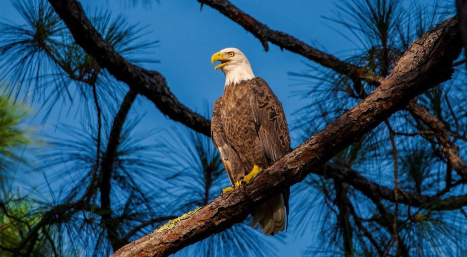 Lake Kissimmee State Park, Lake Wales