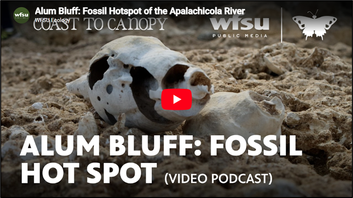 Figure 4. Click here to watch Alum Bluff Fossil Hotspot of the Apalachicola River.