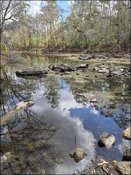 Figure 1. The Santa Fe River flowing through O'Leno State Park.