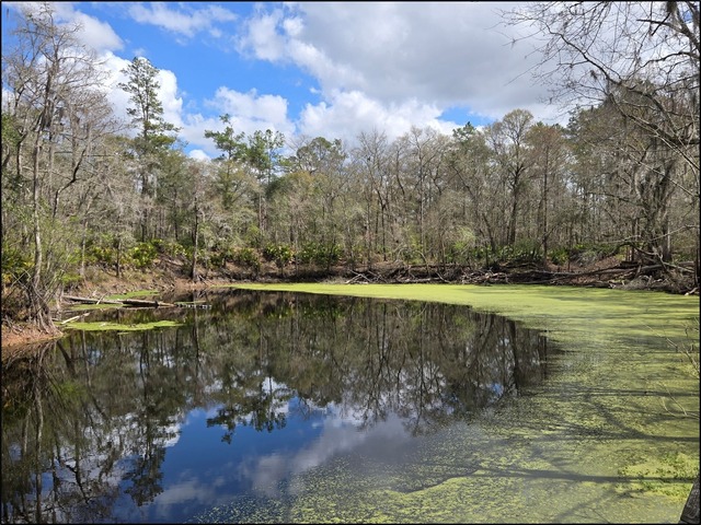 Figure 2. River Sink in O'Leno State Park.