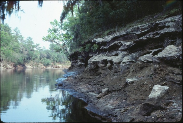 Figure 1. Hawthorn Group sediments exposed in the Suwanee River along the border between Hamilton and Columbia counites in northern Florida.
