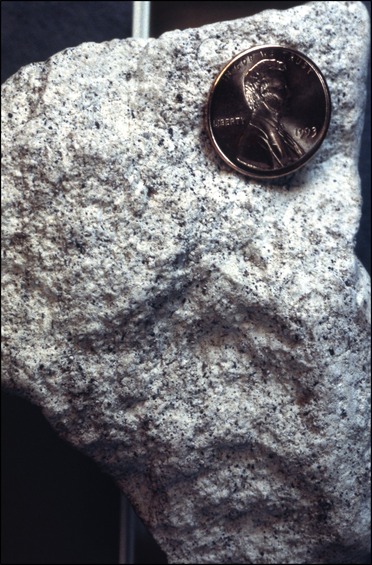 Figure 2. Phosphate grains in a quartz sandy, phosphatic dolostone from the Arcadia Formation within the Hawthorn Group. 