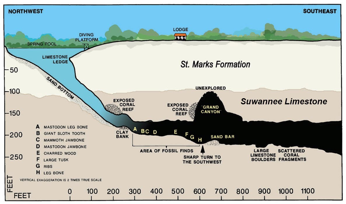 Figure 7. FGS geologists recovered mastodon remains from Wakulla Spring in the 1930s.