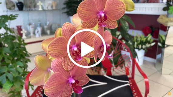 rambling rose video image