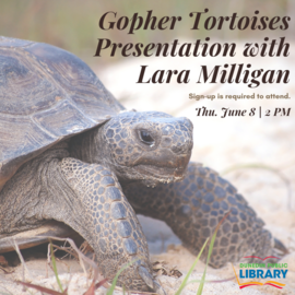 gopher tortoise presentation