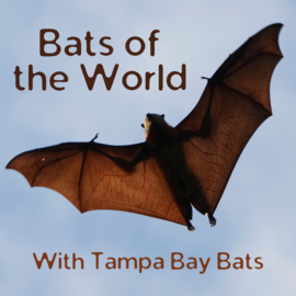 bats of the world
