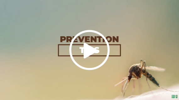 Mosquito Video Image