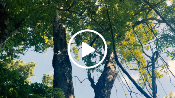 Champion Tree Video Image