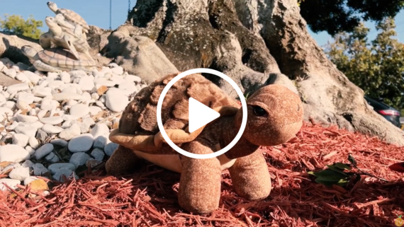 gopher tortoise