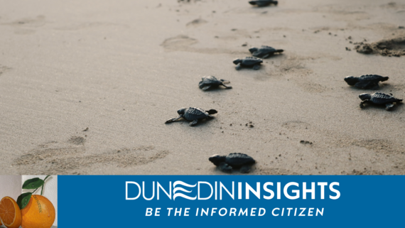 Dunedin Insights Sea Turtle Nesting