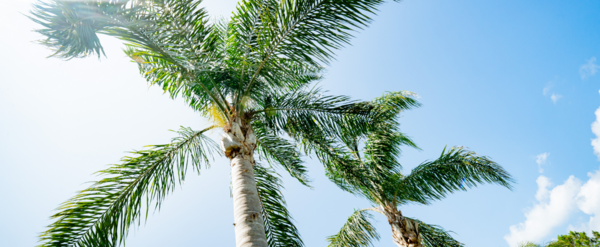 Palm trees in Dunedin