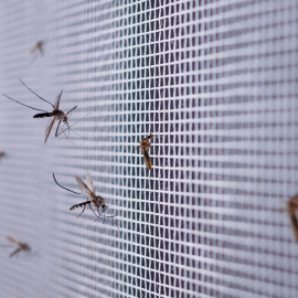 Mosquitos on a screen
