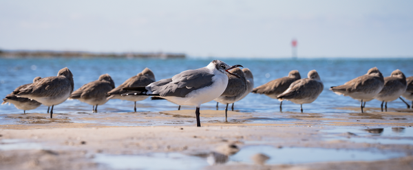 Shore birds in Dunedin