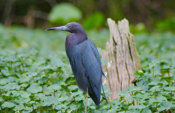 Wildlife