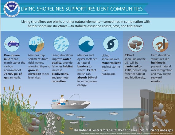 Graphic showing living shoreline methods
