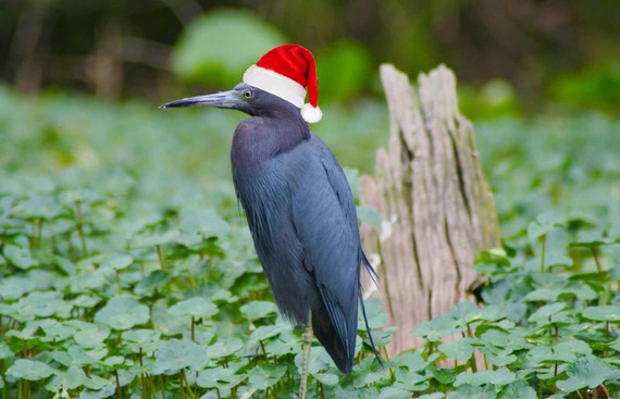 Santa Heron