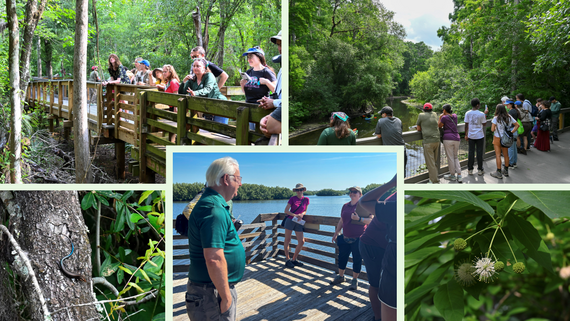 MIWM Guided Walks