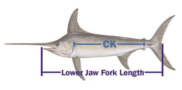 Swordfish CK limit