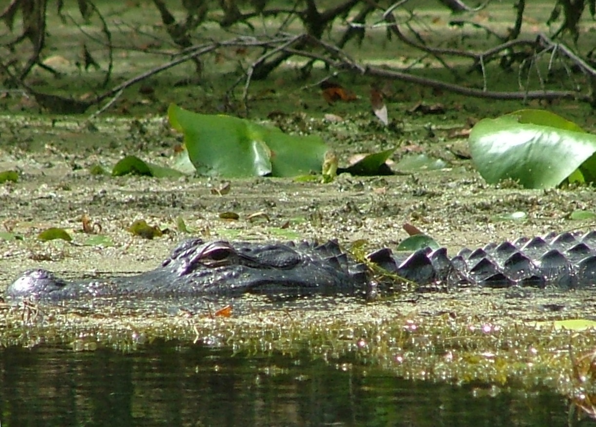 Alligator American Alligator