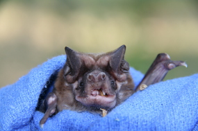 Picture: Florida bonneted bat