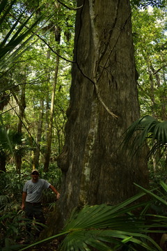 giant cypress