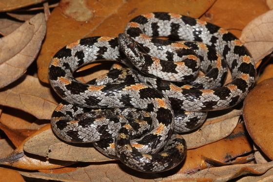 short-tailed snake