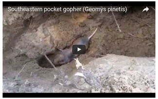 Screen Capture of YouTube Video Showing Gopher Digging