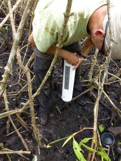 Researcher takes core sample in mangrove habitat