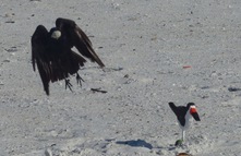 Crow taking egg