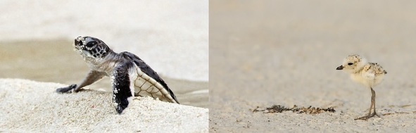 Sea Turtle and Shorebird Chick