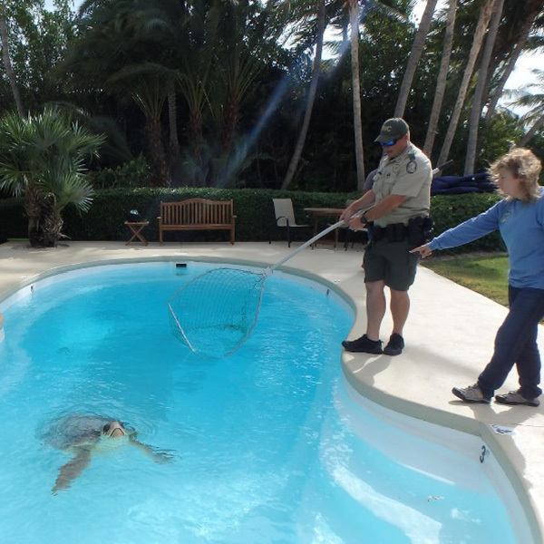 Turtle in Pool