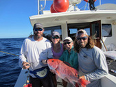 Red Snapper Research
