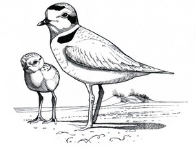 Snowy Plover and Chick by Chris Burney