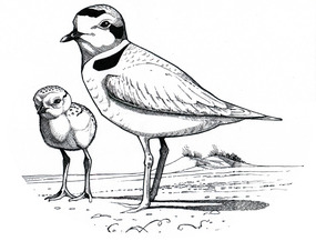 Snowy Plover and Chick by Chris Burney