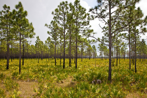A habitat benefits from prescribed fire